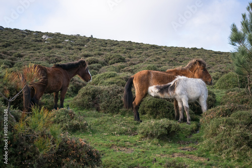 Wallpaper Mural Wild foal nursing from mother in the mountains. Maternality and growth of wild horses in Galicia, Spain Torontodigital.ca