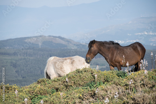 Wild horses grazing in the mountains of Galicia, Spain. Purebred Galician Pony in natural habitat