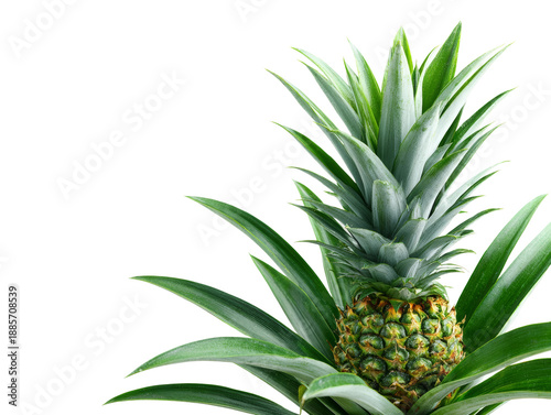 A vibrant and fresh pineapple with its lush green crown Isolated Transparent Background, PNG