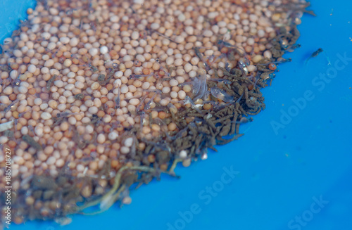 Tableau sur toile Tilapia Fish Eggs in Hatchery, Aquaculture Breeding and Fish Seed Production Con