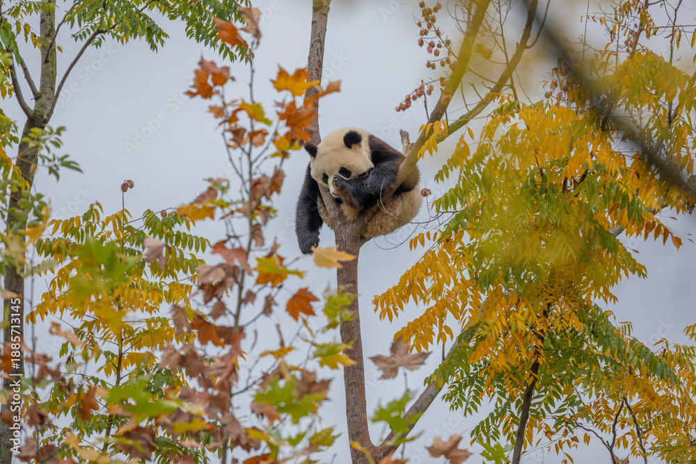 Obraz premium giant panda in the tree