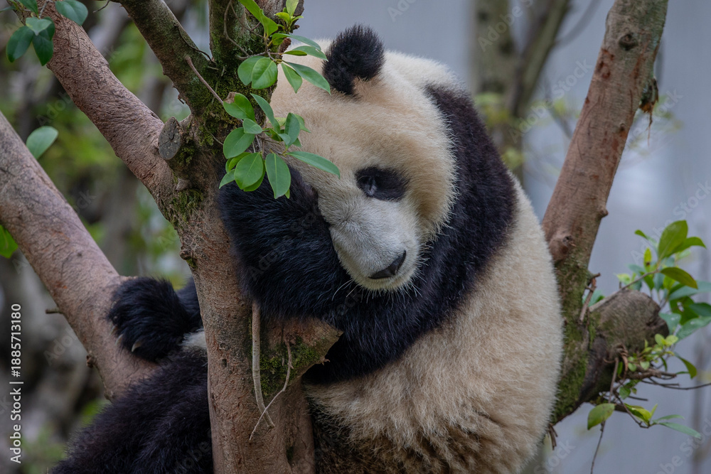 Obraz premium giant panda bear