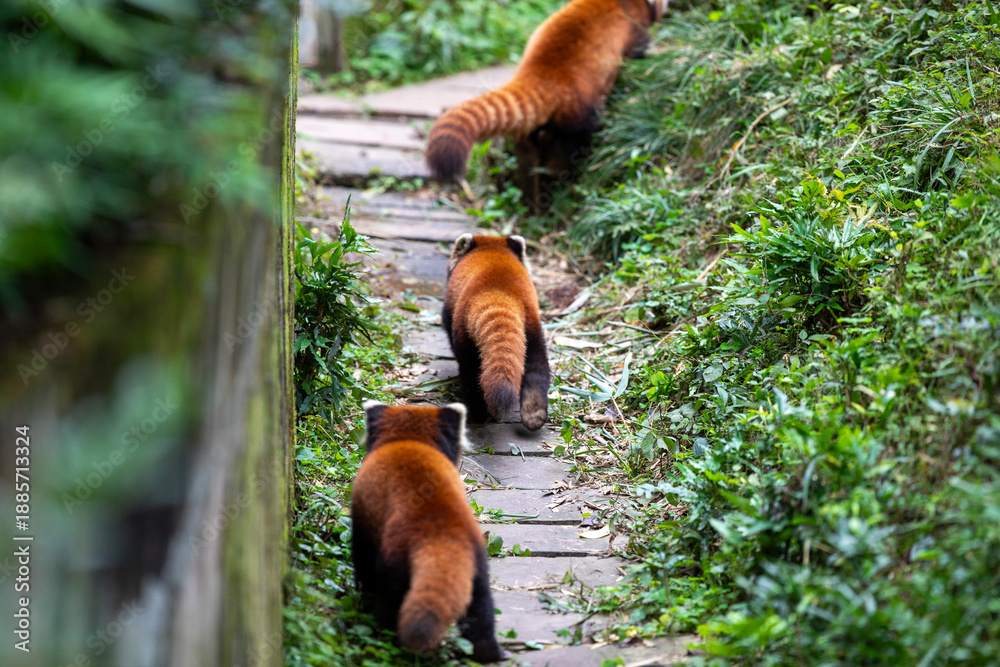 Obraz premium red panda in the forest