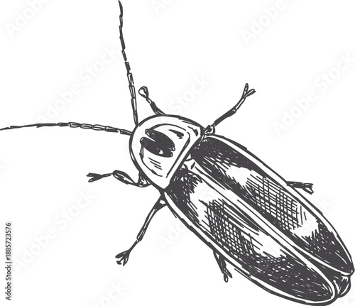 Hand-drawn vintage sketch of lightening bug firefly insect in vector black ink