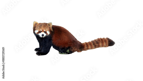 A red panda in a full-body side view, showing its reddish-brown fur, black legs, and long striped tail.