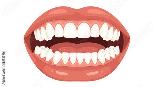 Close up detailed illustration of a human mouth with open lips shows the anatomical structure of teeth and gums against a white background.