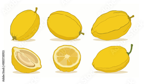 Etrog fruit collection vector illustration realistic flat citron isolated on white