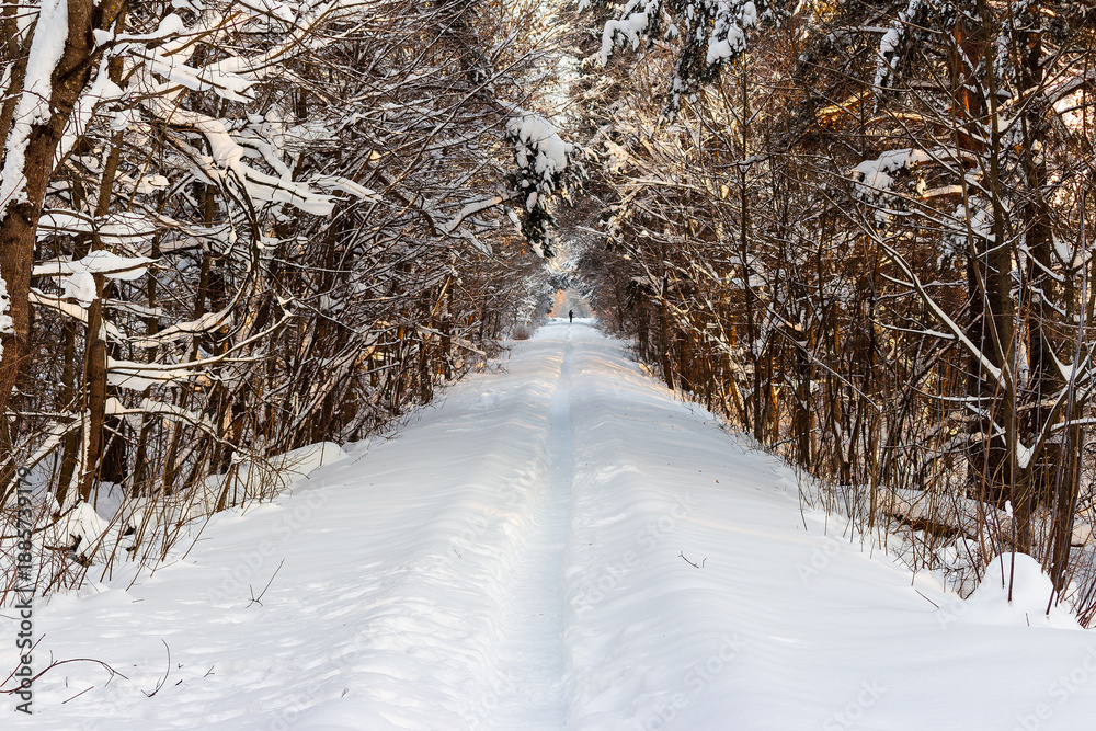 custom made wallpaper toronto digitalA quiet, snow-covered former railway path winds through a peaceful winter forest. Fresh tracks invite a solitary stroll amidst frosted trees, bathed in soft sunlight