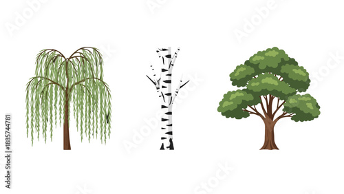 Vector illustration set of diverse trees weeping willow white birch and lush green deciduous tree.
