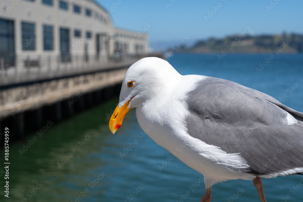 Obraz premium Seagull resting on a wooden railing with Oakland Bay Bridge behind