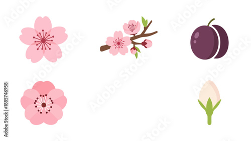 Flat design pink cherry plum blossoms buds and purple fruit illustrations set.