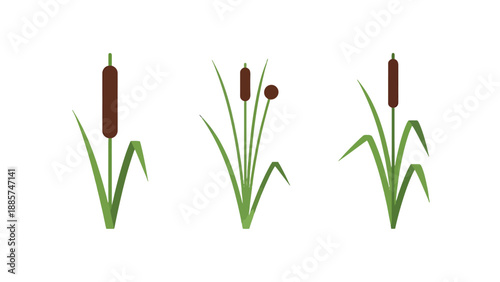 Three stylized cattail plants with green leaves and brown cylindrical spikes flat vector illustration.