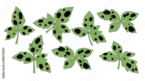 A cluster of multiple green leaves with distinct black spots, indicating a common plant disease or fungal infection on a white background.
