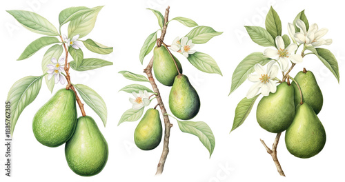 Wallpaper Mural PNG Vintage botanical avocado illustration, element set on transparent background Torontodigital.ca