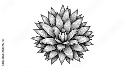 Top View of a Symmetrical Succulent Flower