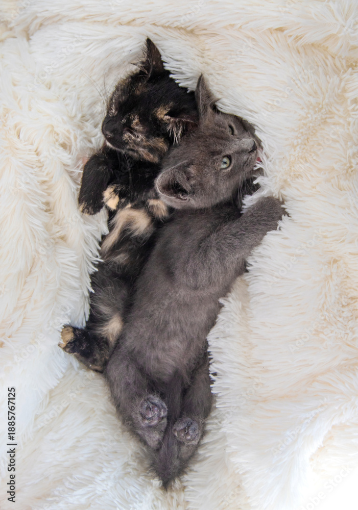 Obraz premium cute little kittens at home. Selective focus.