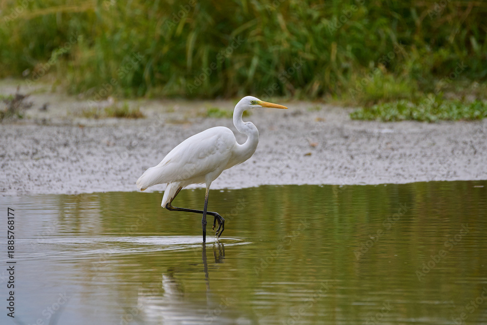 Fototapeta premium Great egret ,,ardea alba,, in its natural environment, Danubian wetland, Slovakia