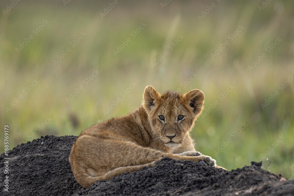 Fototapeta premium lion cub in the savannah