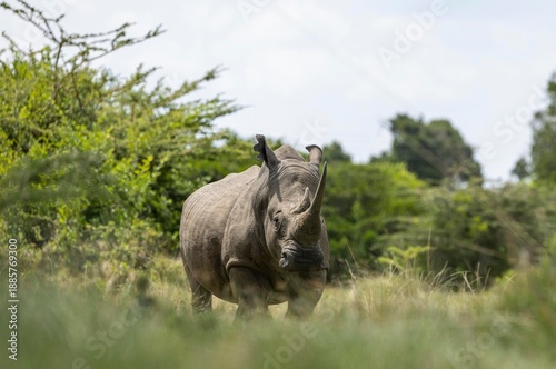 rhino in the wild