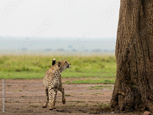 cheetah in the savannah
