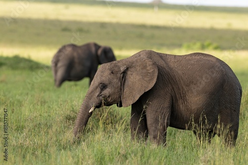 elephants in the wild