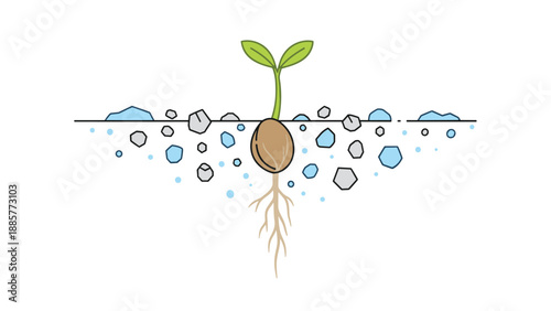 Detailed illustration of a germinating seed with its roots extending into a mixture of soil, water droplets, and small stones.