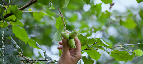 Hazelnut harvest - fresh, green nut harvest in a hazel orchard.