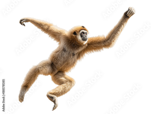 A monkey leaps playfully in a dynamic pose. The monkey has long arms and legs. Isolated Transparent Background, PNG