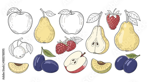 Hand drawn collection of fruit including apples, pears, raspberries, and plums in color and line art versions.