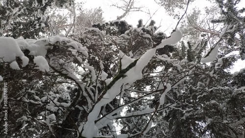 Close-up of snow-covered pine and fir branches in quiet winter forest. Soft focus background, natural light, peaceful atmosphere. Snow rests gently on evergreen needles.