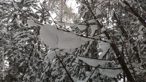 Close-up of snow-covered pine and fir branches in quiet winter forest. Soft focus background, natural light, peaceful atmosphere. Snow rests gently on evergreen needles.