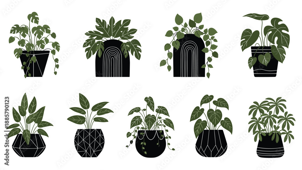 Fototapeta premium Selection of lush green indoor plants presented in stylish black decorative pots with intricate white patterns on a white background.