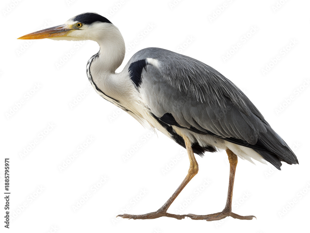 Obraz premium An elegant heron gracefully standing, its slender form capturing attention Isolated Transparent Background, PNG