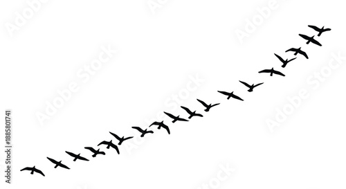 A flock of birds in flight ascending diagonally across a plain white background