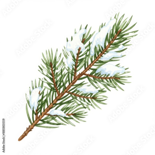 Snow Covered Green Fir Branch Isolated on White Background for Winter Design
