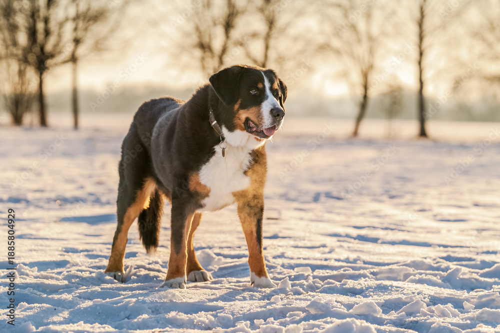 Fototapeta premium Greater swiss mountain dog standing in snow at golden hour