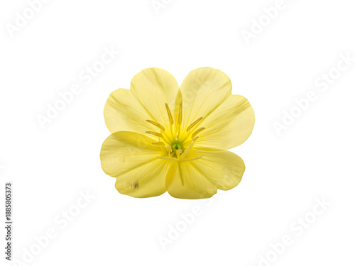 Yellow flower isolated on transparent background