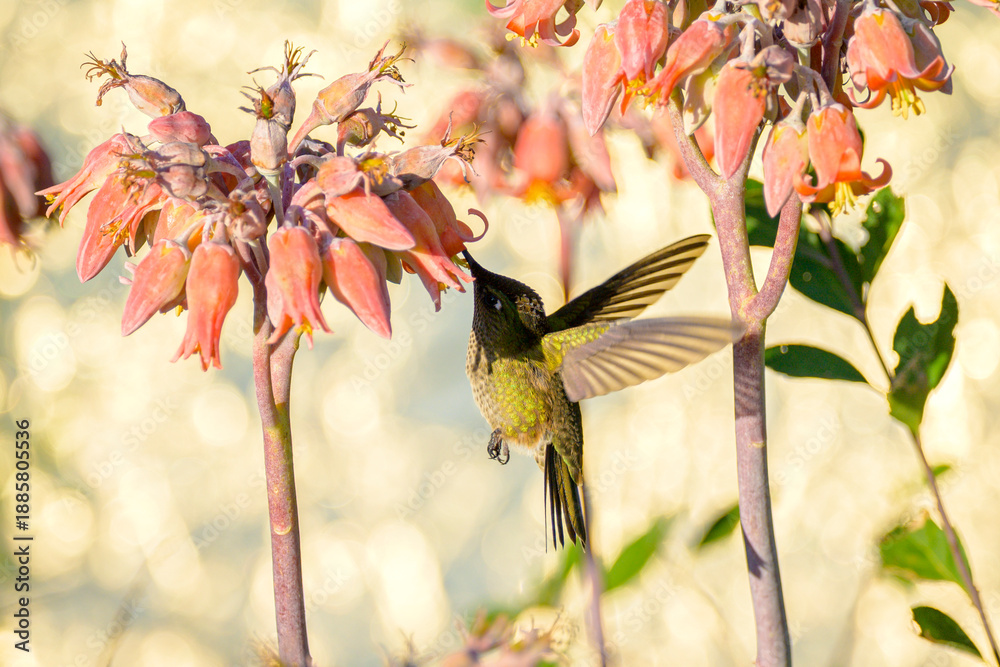 Naklejka premium hummingbird and flower
