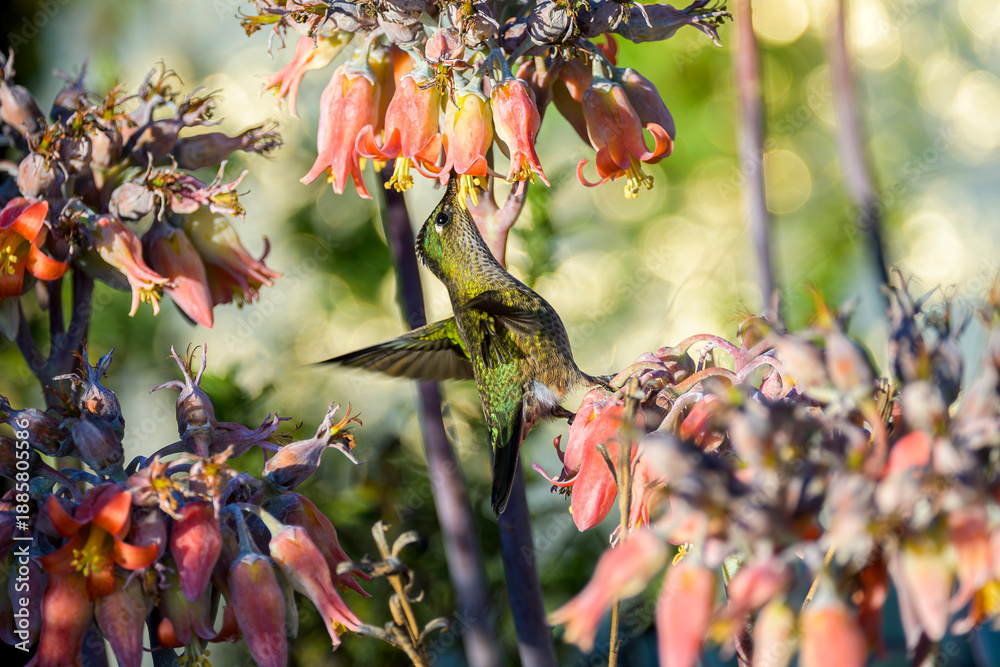 Fototapeta premium hummingbird and flower
