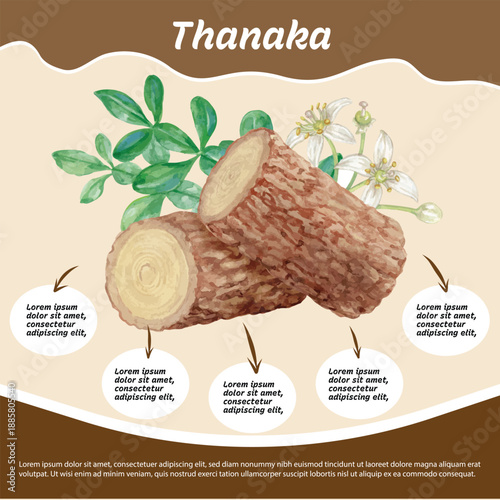 infographic of Thanaka hand painted with watercolor isolated on transparent background