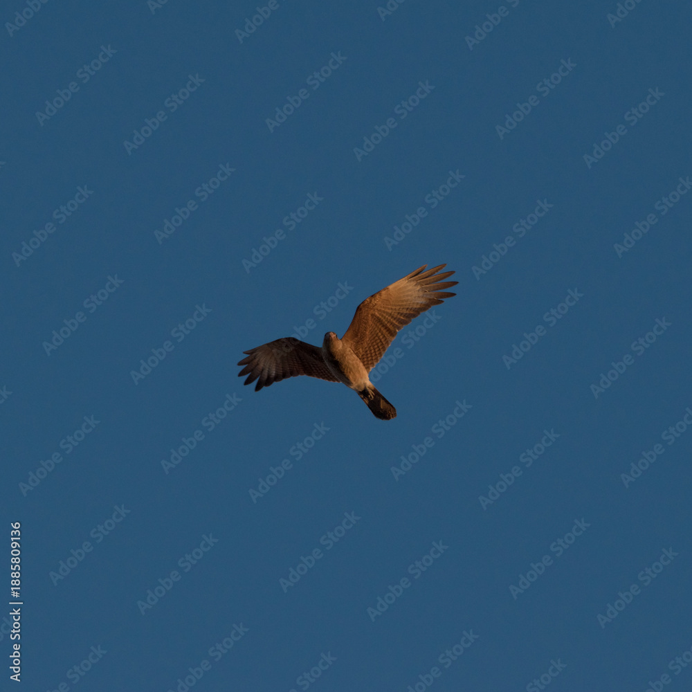 Obraz premium Un Halcon Peregrino volando durante el ocaso
