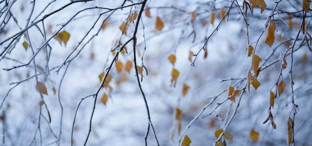 Fototapeta premium Silver birch tree covered in winter frost - yellow leaves contrasts with cold blue winter landscape background.