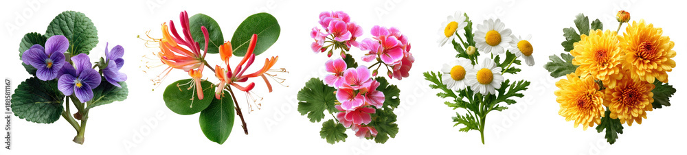 Fototapeta premium Colorful floral arrangement collection