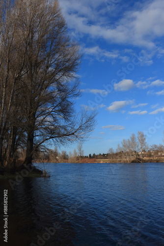 Bild auf Leinwand Peuplier au bord de la Loire