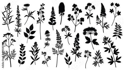 Collection of diverse wild herb and meadow flower silhouettes including various plant species with leaves and blossoms in black on white.
