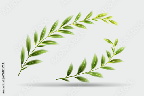 Realistic green willow branches with fresh leaves forming a graceful arch on a light grey background with soft shadow. Vector illustration.