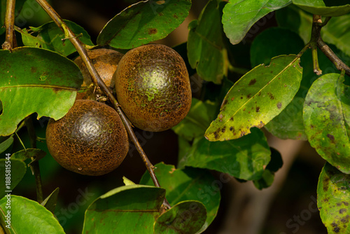 Anthracnose Fungal Disease on Lime Fruits in Orchard