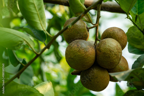 Anthracnose Fungal Disease on Lime Fruits in Orchard