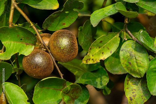 Anthracnose Fungal Disease on Lime Fruits in Orchard