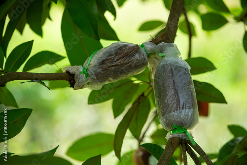 raditional Plant Propagation: Air Layered Sapodilla Branch